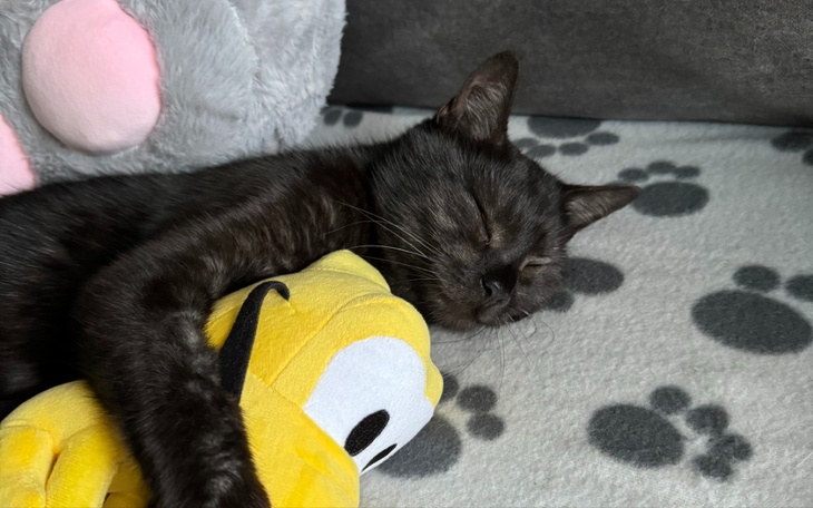 Zbiórka Meow mission Stefek w potrzebie - zdjęcie główne