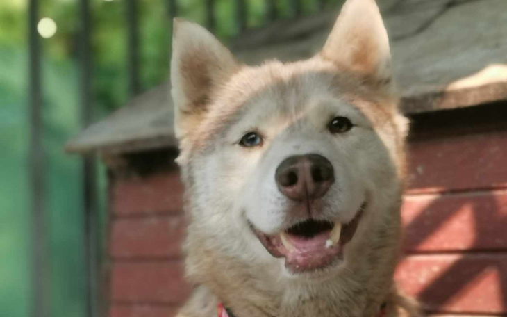 Zbiórka Czerwcowe potrzeby psowe - zdjęcie główne