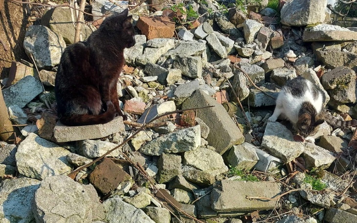 Zbiórka Głodne tymczasy - zdjęcie główne
