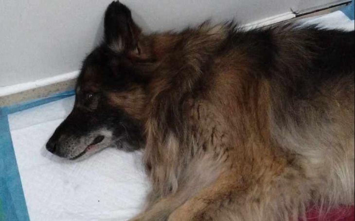 Zbiórka Ratujemy Bilbo - zdjęcie główne