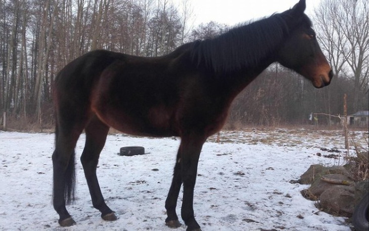 Zbiórka Pomóż klaczy oddychać - zdjęcie główne