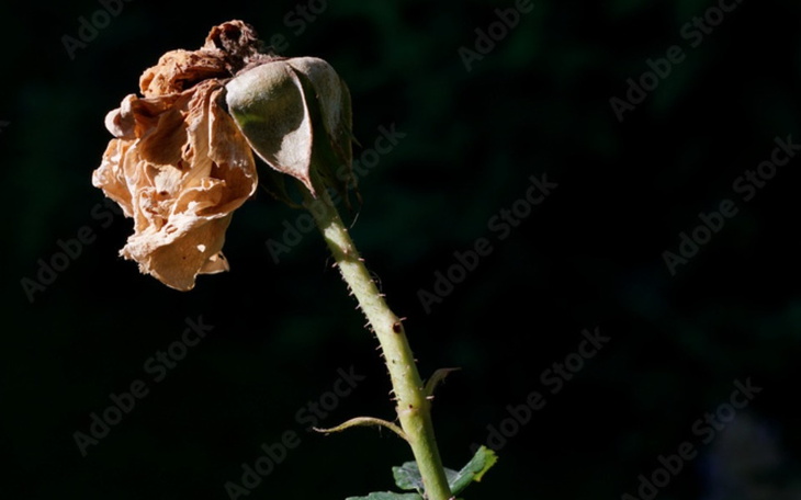 Zbiórka Badanie ADOS-2 - zdjęcie główne