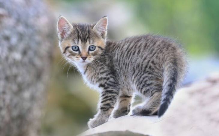 Zbiórka Na kotka bo brakuje - zdjęcie główne