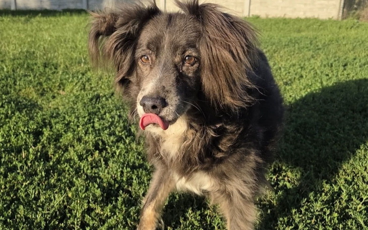 Piesek na trawie, shows the tongue out, cute moment.