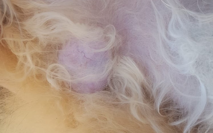 Zbiórka Kotka Amaltea - zdjęcie główne