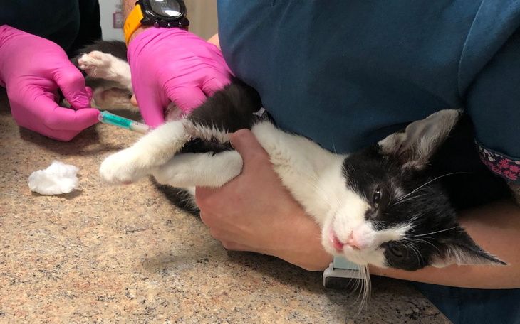 Zbiórka Kotek zawiedzionych nadziei - zdjęcie główne