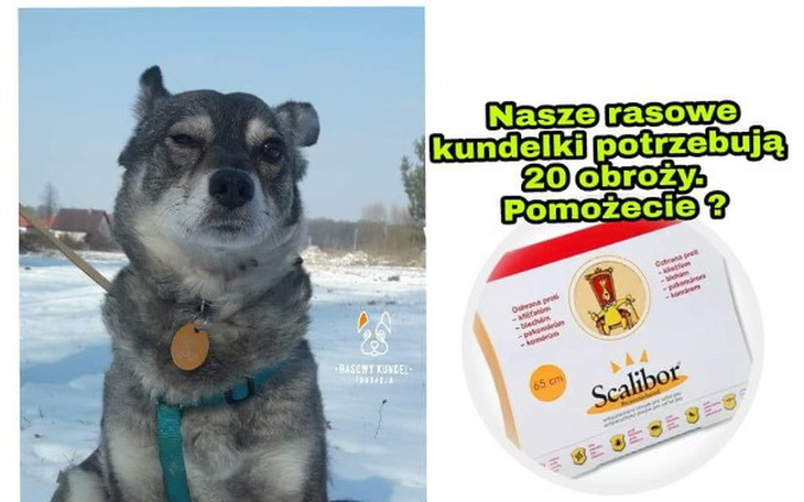 Zbiórka Stop kleszczom i komarom - zdjęcie główne