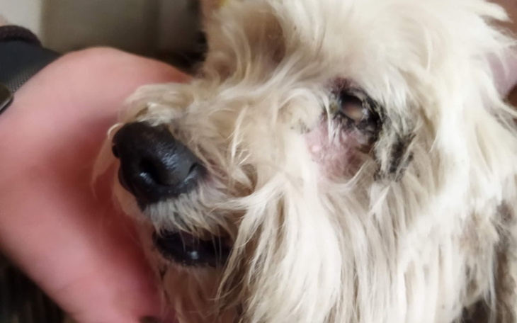 Zbiórka Ratunek wzroku i słuchu Lemonka - zdjęcie główne