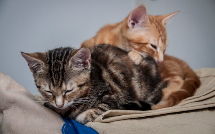 Dwa koty leżące razem na kocu.