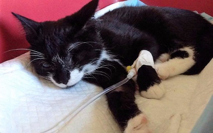 Zbiórka Ratujmy Melonika, proszę!!! - zdjęcie główne