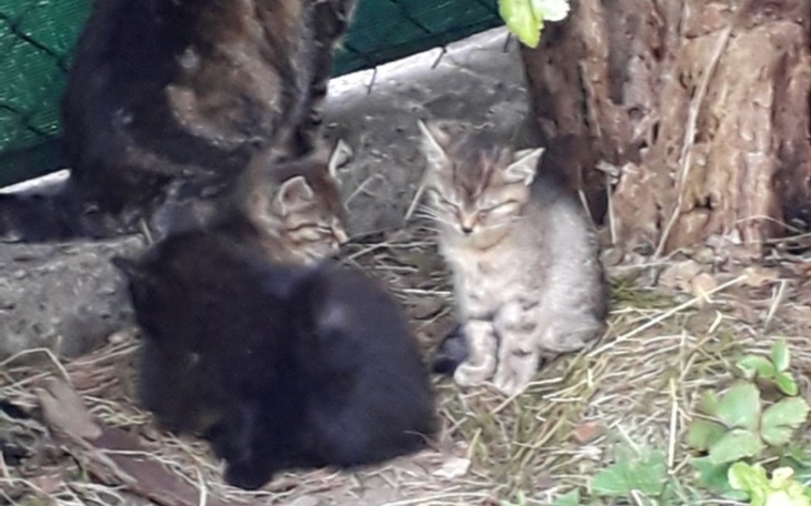 Zbiórka Dla kolejnych kociaków z krzaków - zdjęcie główne