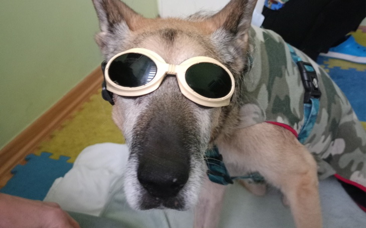 Zbiórka Na pomoc Szarikowi - zdjęcie główne