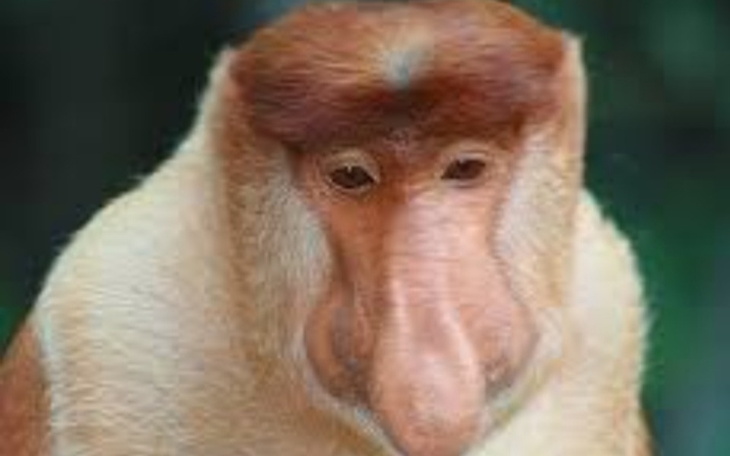 Zbiórka Nie bądź Januszem daj 1 zł - zdjęcie główne