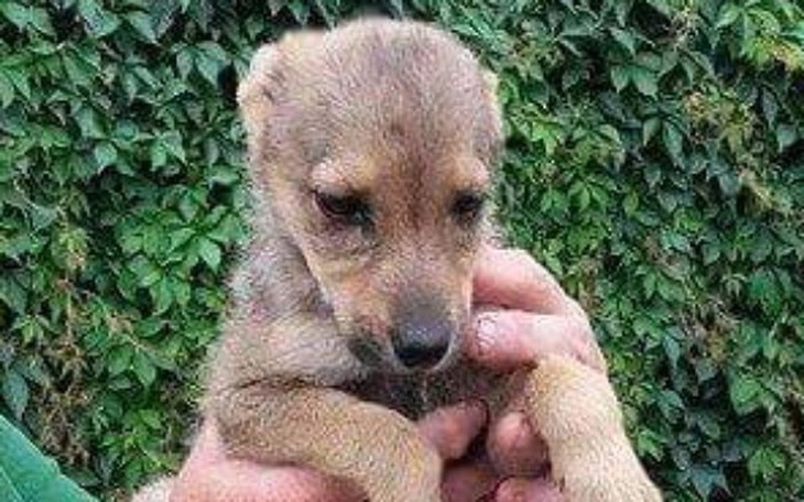 Zbiórka Wilczka chory bezdomny szczeniak - zdjęcie główne