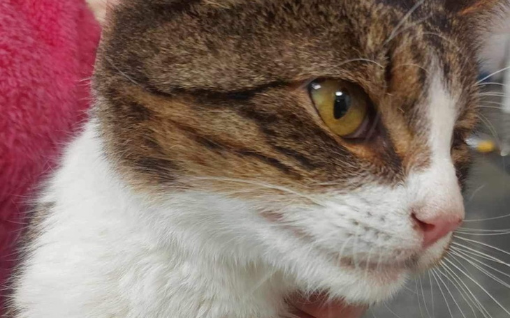 Zbiórka Życie albo śmierć SOS - zdjęcie główne