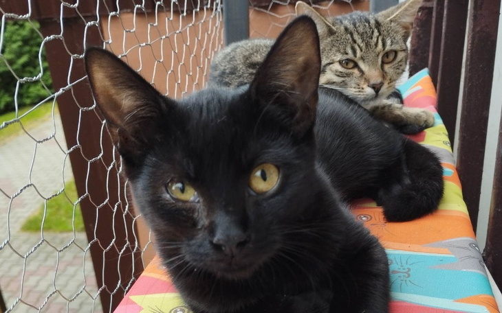 Zbiórka Nasze ukochane Kocie stado - zdjęcie główne