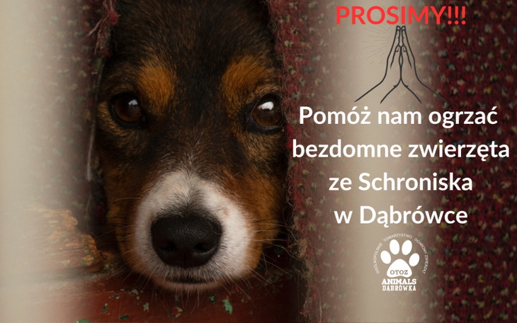 Zbiórka Pomoż nam ogrzać schronisko - zdjęcie główne