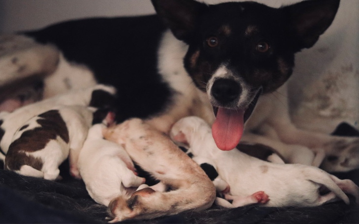 Zbiórka Na 8 szczeniąt z mamą w Tunezji - zdjęcie główne