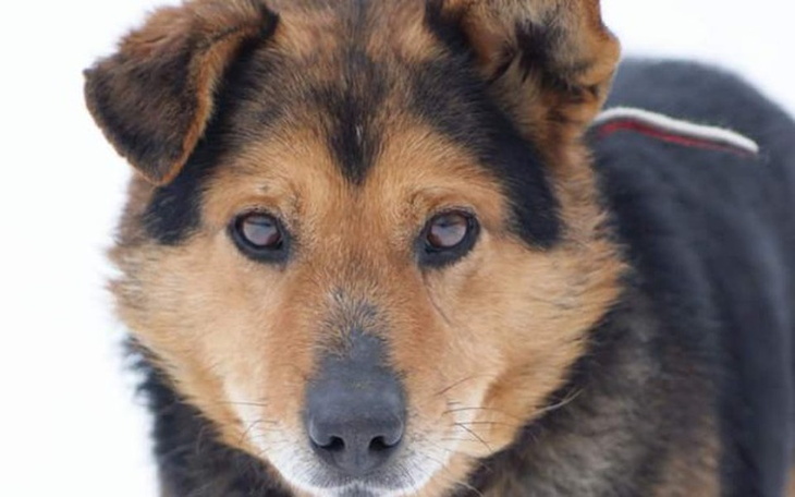 Zbiórka Zbieramy na kastracje !!! - zdjęcie główne