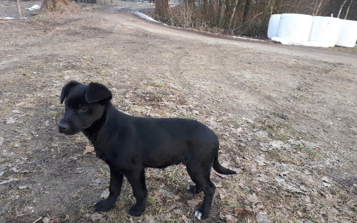 Zbiórka Porzucony szczeniak - zdjęcie główne