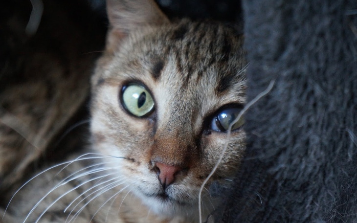 Zbiórka Kocie choroby - zdjęcie główne