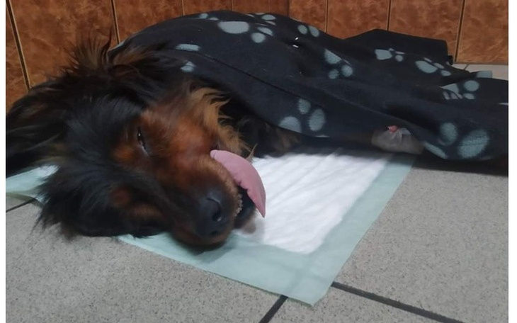 Zbiórka Bita i kopana, dziś po operacji - zdjęcie główne