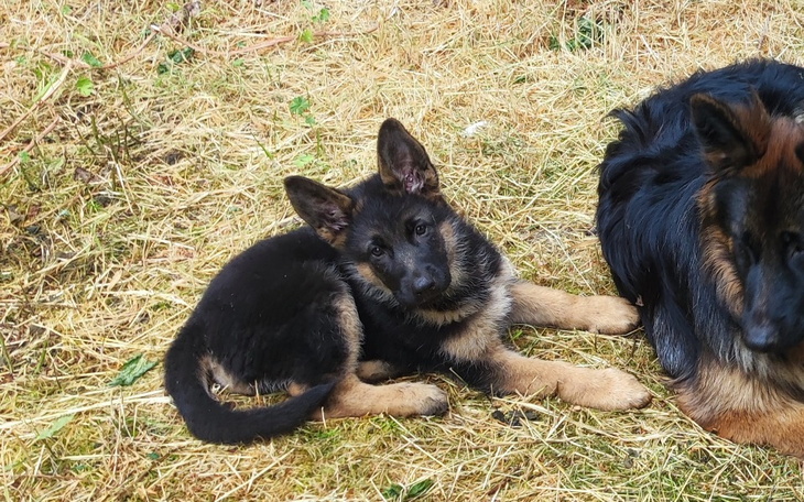 Zbiórka Mały piesek z styfusem psim - zdjęcie główne