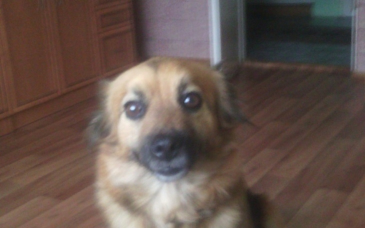 Zbiórka Pomocy dla soni - zdjęcie główne