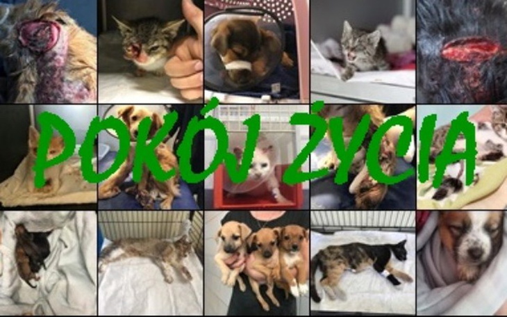 Zbiórka Tworzymy nowy POKÓJ ŻYCIA - zdjęcie główne