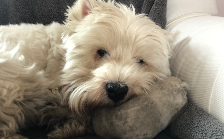 Zbiórka Operacja i leczenie dla Neli - zdjęcie główne