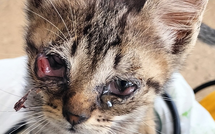 Kotek z uszkodzonym okiem, patrzący w obiektyw.