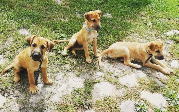 Zbiórka Trojaczki terierki - zdjęcie główne