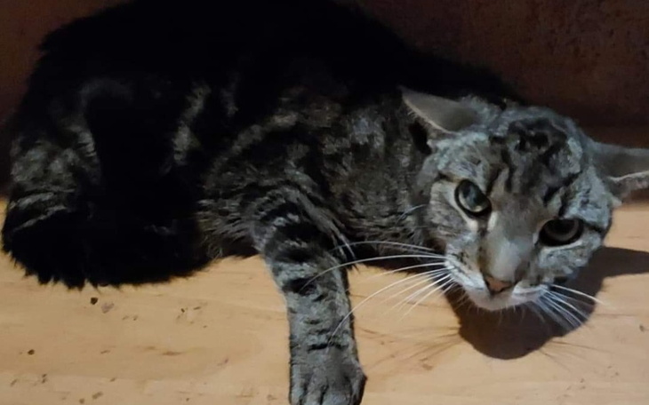 Zbiórka Walczymy o Lęborskiego Glucia - zdjęcie główne