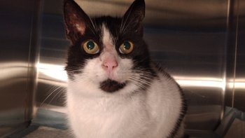 Zbiórka Ratujemy Milusie - miniaturka zdjęcia