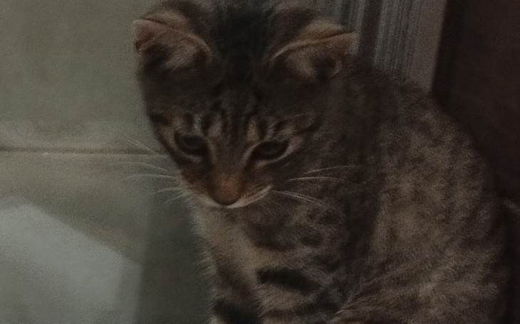 Zbiórka Zapalenie otrzewnej kontra Diese - zdjęcie główne