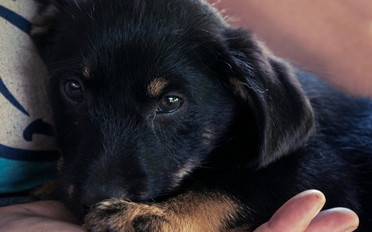 Mały szczeniak przytulony do dłoni, z wyrazem ciekawości.