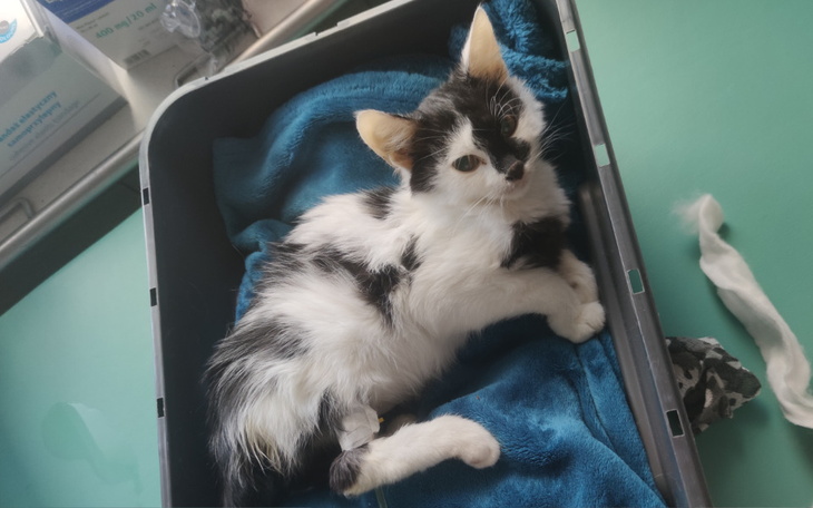 Zbiórka Ratunek dla Bruna - zdjęcie główne