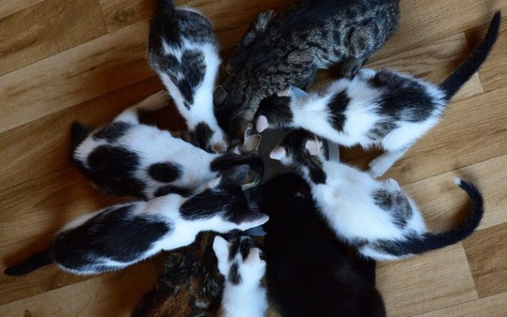 Zbiórka Karma dla kocich bezdomniaków... - zdjęcie główne