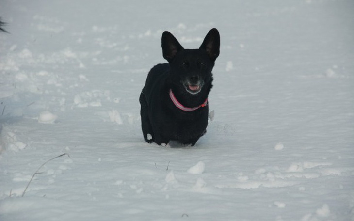 Czarny pies biega po śniegu, radosny i pełen energii.