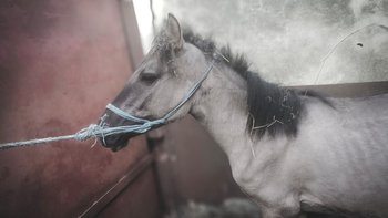 Zbiórka Mały Szaraczek jedzie na RZEŹ - miniaturka zdjęcia