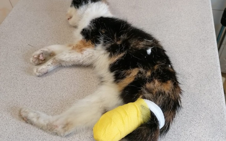 Zbiórka Złamana łapa, ból i strach - zdjęcie główne