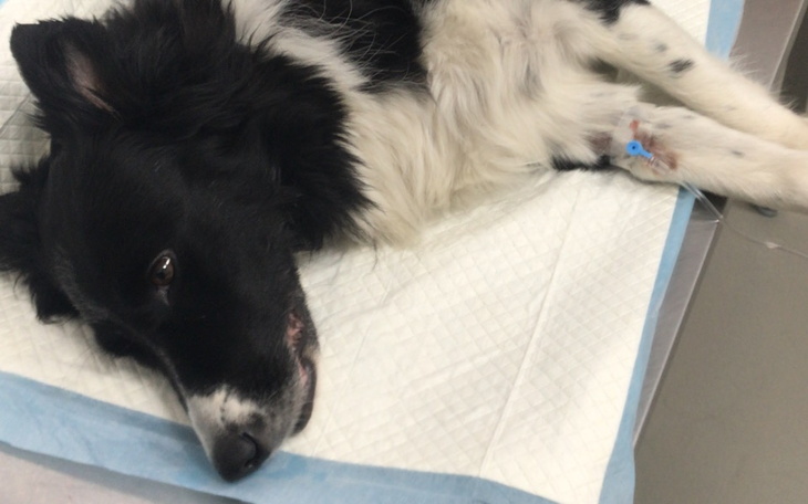 Pies leży na stole weterynaryjnym, wygląda na zmęczonego.