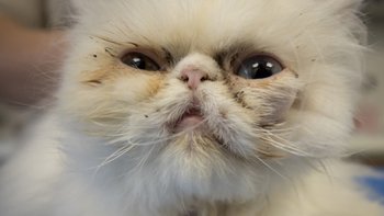 Zbiórka Ból i choroby zabijają Julkę - miniaturka zdjęcia