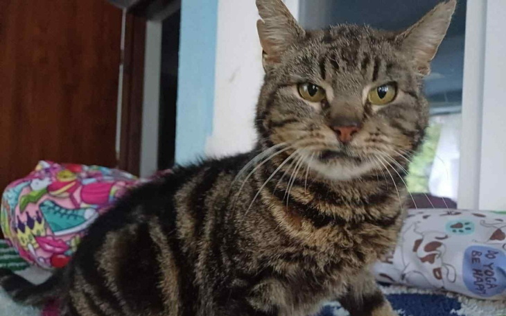 Kot w paski, patrzący w obiektyw.