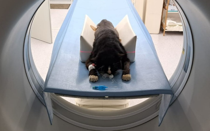 Kot leżący na stole w klinice weterynaryjnej.