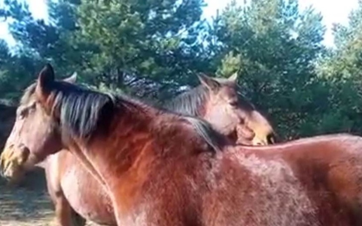 Zbiórka Opłaty za ratowanie życia konia. - zdjęcie główne