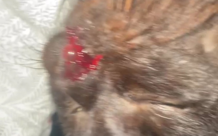 Kot z raną na głowie, potrzebujący pomocy weterynaryjnej.