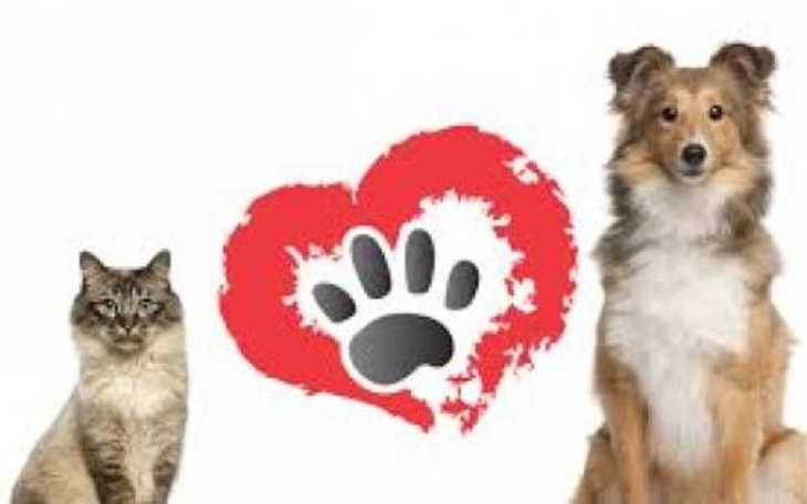 Zbiórka 4 l. chłopiec pomaga zwierzaka - zdjęcie główne