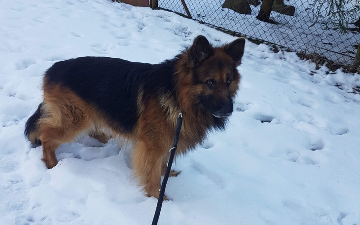 Zbiórka Ratujmy Wolfa - zdjęcie główne