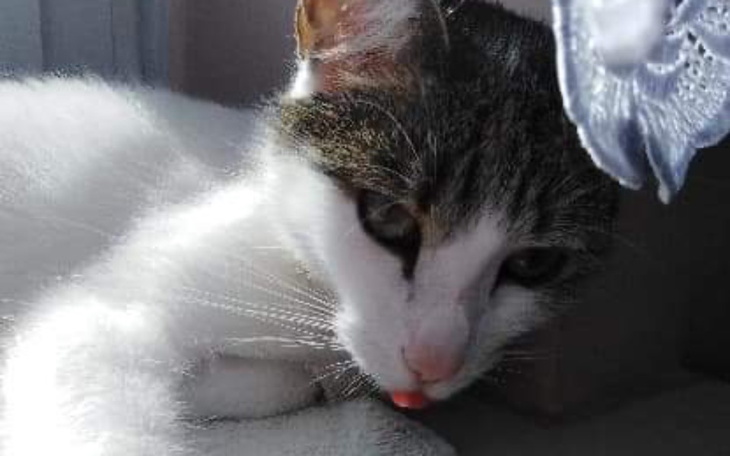 Zbiórka Kot Tadeusz Zapalenie otrzewnej - zdjęcie główne